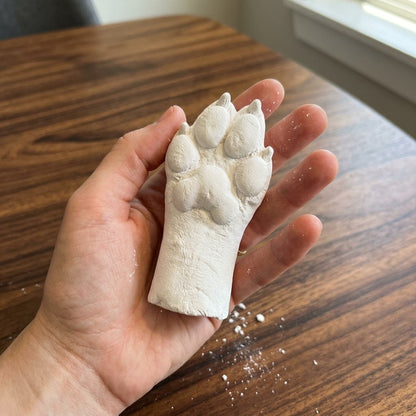Freshly demoulded white plaster dog paw cast held in a hand