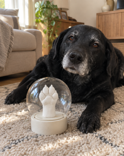 Older black labrador resting beside the paw cast keepsake dome in a living room