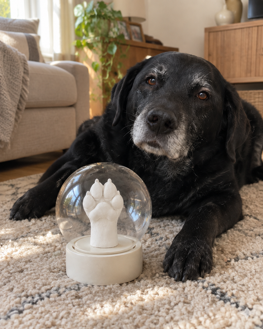 Older black labrador resting beside the paw cast keepsake dome in a living room